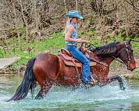 athletic-friesian-horse