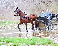 beginner-friesian-horse