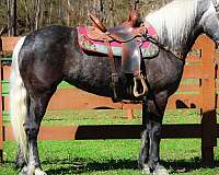team-pe-percheron-horse