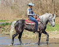 all-around-percheron-horse