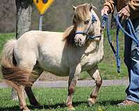 all-dun-traits-horse