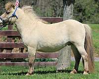 champagne-all-dun-traits-horse