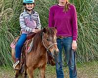 bay-roan-companion-flashy-pony