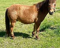 9-hand-bay-roan-pony