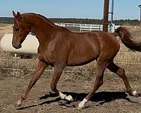 arabian-horse