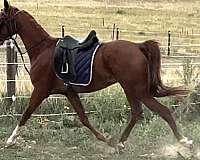 arabian-gelding-horse