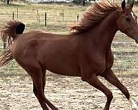 dressage-arabian-horse