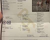 tobiano-horse