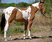 all-around-roping-paint-horse