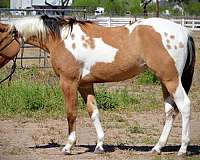 dun-all-around-roping-horse