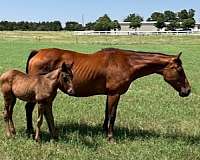 star-stripe-snip-horse