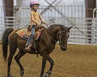 pony-gelding