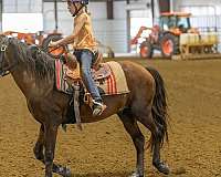 pony-for-sale