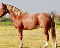 quarter-horse-gelding
