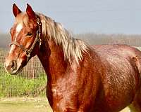 quarter-horse-for-sale