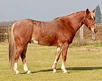 quarter-horse