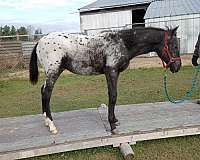 p-appaloosa-horse