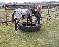 videos-colt