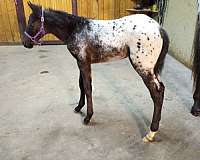 p-colt