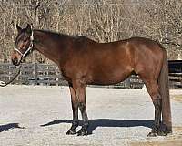 none-horse