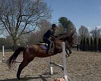 bay-none-horse