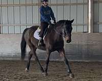 eventing-thoroughbred-horse