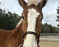 17-hand-belgian-gelding