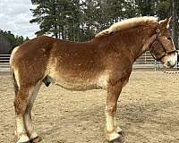 sorrel-gelding-for-sale
