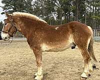 sorrel-belgian-gelding