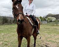 western-dressage-holsteiner-horse