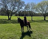 all-around-holsteiner-horse