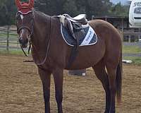 athletic-holsteiner-horse