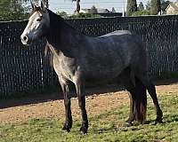 grey-andalusian-filly