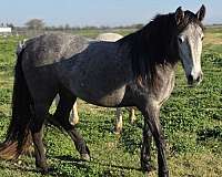grey-no-markings-horse