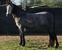 no-markings-horse
