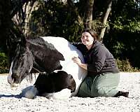beginner-gypsy-vanner-horse