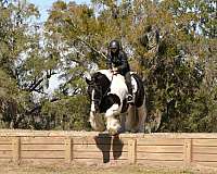 athletic-gypsy-vanner-horse
