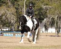 cross-gypsy-vanner-horse