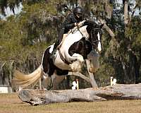 draft-gypsy-vanner-horse