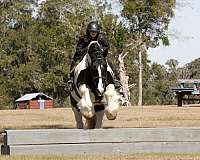 flashy-gypsy-vanner-horse
