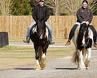jumping-gypsy-vanner-horse
