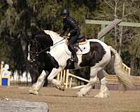 kid-safe-gypsy-vanner-horse