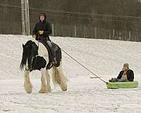 parade-gypsy-vanner-horse