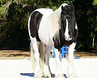 ranch-gypsy-vanner-horse