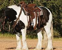 ranch-work-gypsy-vanner-horse