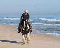 ridden-english-gypsy-vanner-horse