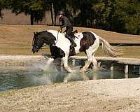 ridden-western-gypsy-vanner-horse