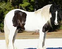 show-gypsy-vanner-horse