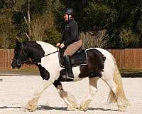trail-gypsy-vanner-horse