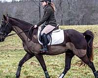 tennessee-walking-horse-for-sale